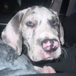 Great Dane and Yorkshire Terrier Puppies from Graham’s Danes