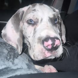 Great Dane and Yorkshire Terrier Puppies from Graham’s Danes