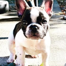 French Bulldog Puppies from Simply Kind Frenchies