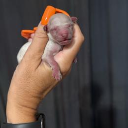 Boy 1 - White male Poodle puppy in Charlotte, North Carolina from Toy Poodle and Maltese Perfection