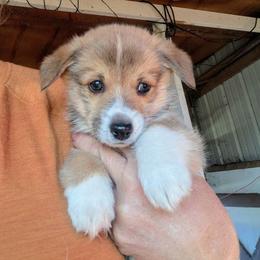 Boy 1 - Sable male Pembroke Welsh Corgi puppy in Edinburgh, Indiana from J Bar M Corgis
