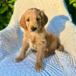 Happy - Red  male Goldendoodle puppy in Stockton, California from Port City Doodles
