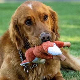 Golden Retrievers from B and K Goldens Llc.