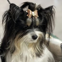 Reefer - Biewer Terrier