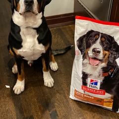 Beauceron, Greater Swiss Mountain Dog, and Nederlandse Kooikerhondje Puppies from Blackamber Swissies Beaucerons Ambermoon Kooikerhondje