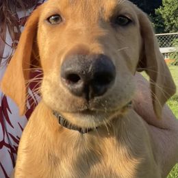 Gromit - Yellow male Labrador Retriever puppy in Mineral, Virginia from Canine Assist