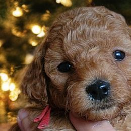 Poodles from Poodle Pals By Jen