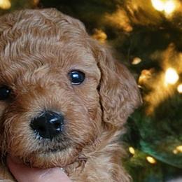 Poodles from Poodle Pals By Jen