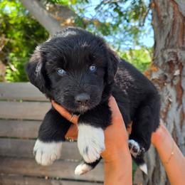 Lisa - Black and white female Siberian Husky puppy in Los Angeles, California from Zenia Huskies