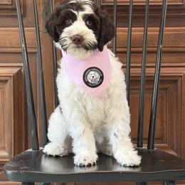 Miss Light Pink - Chocolate female Australian Labradoodle puppy in Wake Forest, North Carolina from Lucky Country Labradoodles