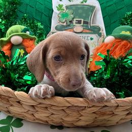Magik- Yelena - Piebald female Dachshund puppy in Pittsburg, California from Super Hero Dachshunds