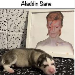 Aladdin Sane - Sable and white female Alaskan Malamute puppy in Easton, Maryland from Stars Howl-O Kennels by FurEver Friends Inc