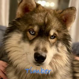 Timber - Siberian Husky