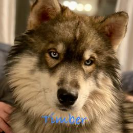 Timber - Siberian Husky