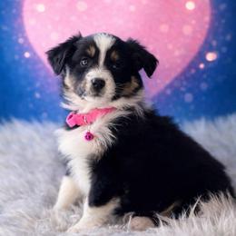 Esther - Black tri-color female Australian Shepherd puppy in Howardsville, Virginia from Spectacular Aussies and Cavaliers