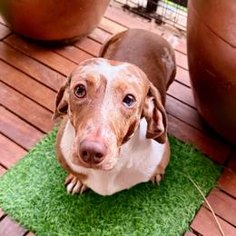 Uma - Dapple female Dachshund puppy in Austin, Texas from Duchess Daphne's Doxie Empire
