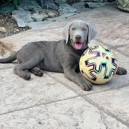 Dilute Retriever and Labrador Retriever Puppies from SmoKy Hills Labradors