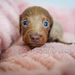 Chum - Fawn (isabella) and tan male Dachshund puppy in Temecula, California from Naomi Magee's Dachshund Kennel