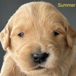 Summer - Golden female Golden Retriever puppy in Vail, Arizona from Retrievers Gold AZ