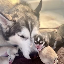 Pomskies from Shire Pups