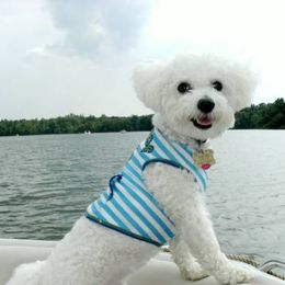 Bichon Frises and Shichons from Rose Cottage Bichons