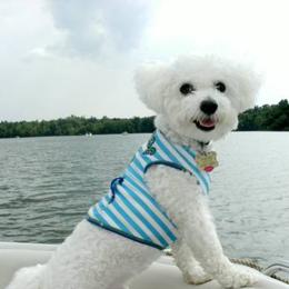 Bichon Frises and Shichons from Rose Cottage Bichons