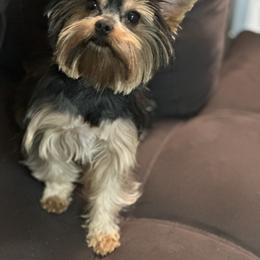 Yorkshire Terrier Puppies from Dreams Come True Yorkies
