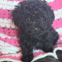 Narnia - Black female Cavapoo puppy in River Falls, Wisconsin from Dottie's Doodles
