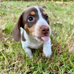 Splash AKC FULL - Piebald male Dachshund puppy in Gentry, Arkansas from Sweet As Pie Doxies