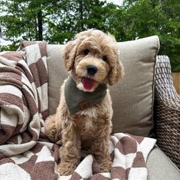 Beau - Cream male Goldendoodle puppy in Georgia from Mother of Golden Doodles