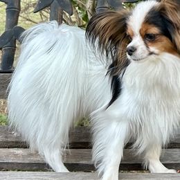 Papillons from PapillonPups