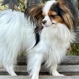 Papillons from PapillonPups