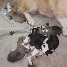 Pembroke Welsh Corgi puppies from LOYAL T K9's CORGIS