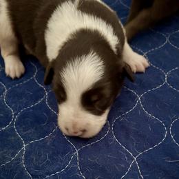 Red male 1 - Red male Border Collie puppy in Williston, Florida from CP FARMS BORDER COLLIES N JACKS CORP