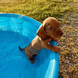 Dachshund Puppies from Mini Doxies of the South