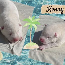 Kenny Rodgers - White male Pomsky puppy in Venus, Pennsylvania from Hemlock Pines Pomsky