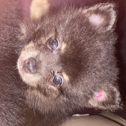 Pomeranian Puppies from Azur Pomeranians