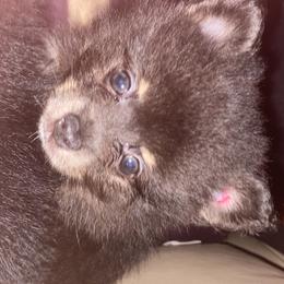 Pomeranian Puppies from Azur Pomeranians