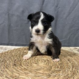 Maggie - Black tri female Miniature American Shepherd puppy in Clinton, Missouri from Mockingbirds American Minis