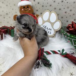 Cookie - Blue merle male Pomeranian puppy in Concord, California from Eelan’s Poms