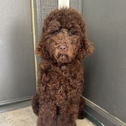 Laya - Poodle puppy in Valdosta, Georgia from Posh Poodles