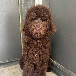 Laya - Poodle puppy in Valdosta, Georgia from Posh Poodles