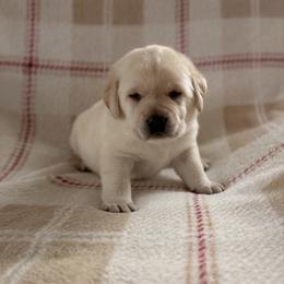 Green - Yellow male Labrador Retriever puppy in Tekonsha, Michigan from Asher Acres Labs
