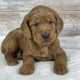 Girl 3 - female Goldendoodle puppy in Millersburg, Ohio from Ohio Puppy Paws