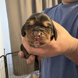 Girl 5       Green - Black tan and white female Basset Hound puppy in Columbus, Ohio from Olveras Hound of Ohio