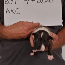 Bull Terrier Puppies from Wilkins farms
