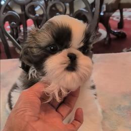 Wyatt - Gold and white male Shih Tzu puppy in Pleasant Hill, Missouri from Misty Dajavue Shih-Tzu