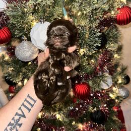 Shih Tzu Puppies from S&K shih tzu’s