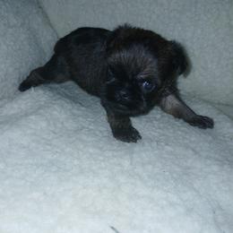 Rocky - Black and tan male Brussels Griffon puppy in Mayville, Michigan from Carol's Brussels Griffon