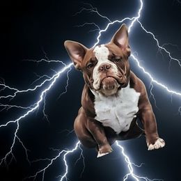 Yoda - Brown female American Bully puppy in Lily, Kentucky from Bella Gail Kennels